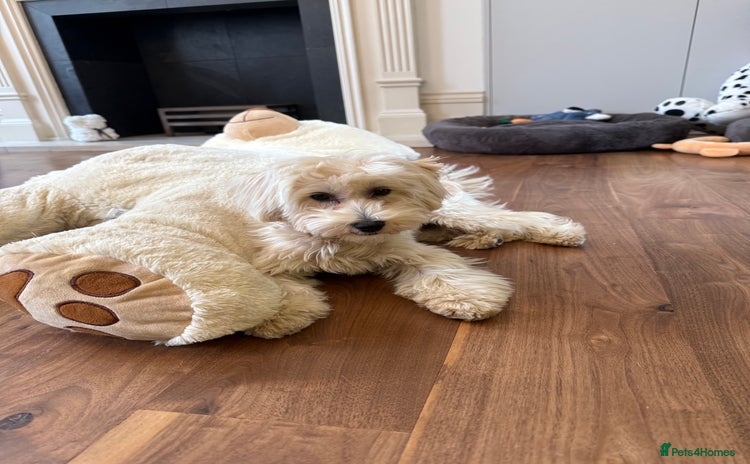 Maltipoo dogs - Advert 1