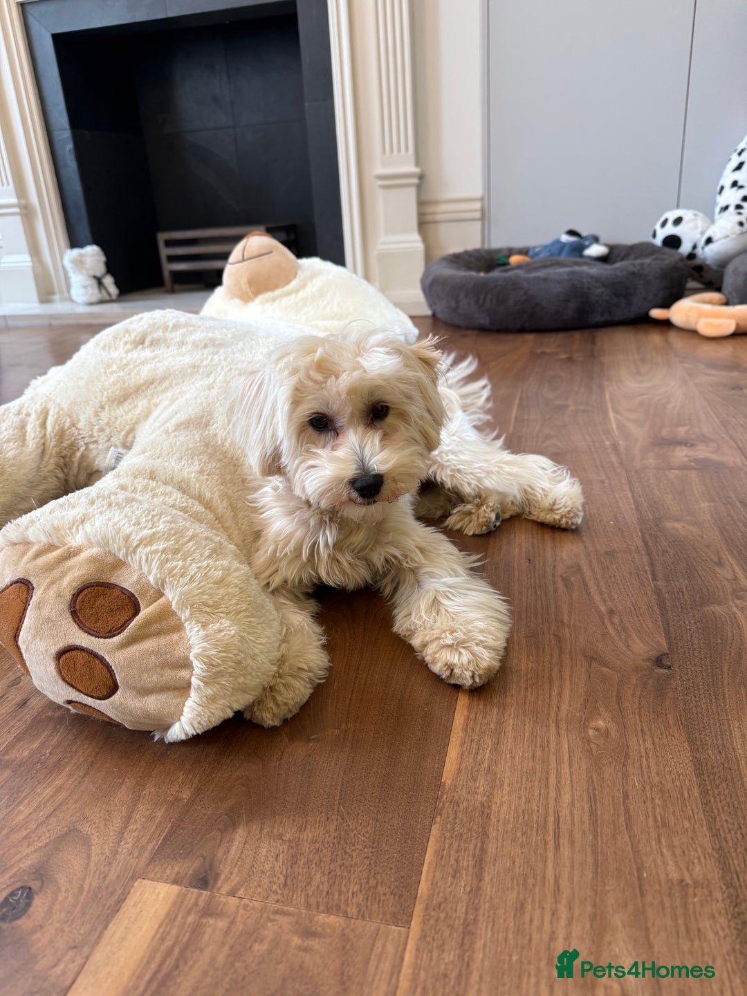 Maltipoo dogs for sale: Cute Zoe cuddle is back looking for a new home   - Image 1