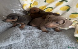 Dachshund dogs for sale: Outstanding dachshund puppies - Image 18