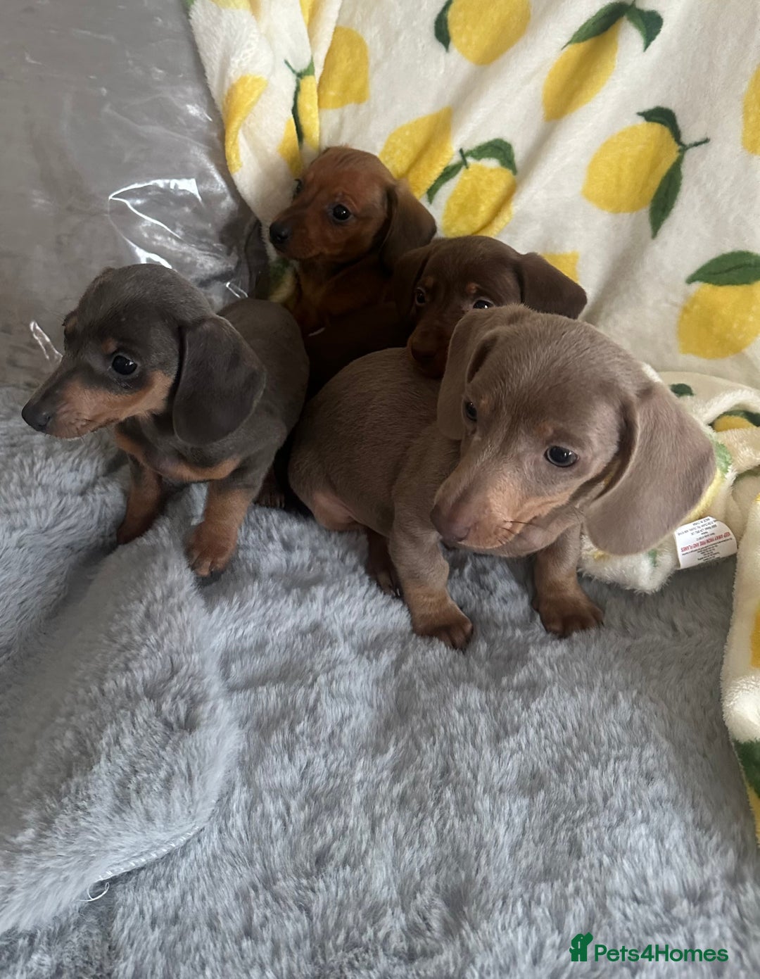 Dachshund dogs for sale: Outstanding dachshund puppies - Image 18