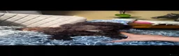 Labradoodle dogs for sale: Stunningly beautiful Miniature Labradoodles !  - Advert 8