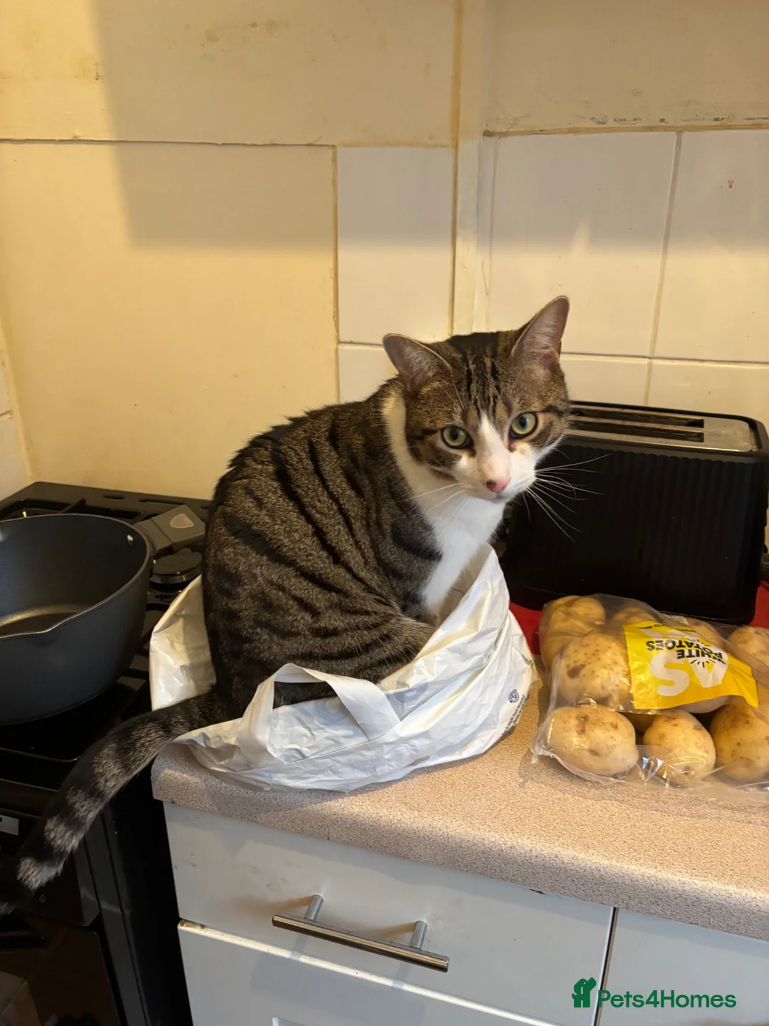 British Shorthair cats for sale: Tabby cat for sale in Bexhill-on-Sea - Advert 7