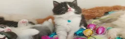 Ragdoll cats for sale: £Negotiable Beautiful cross Ragdoll/Persian😻😻😻 - Advert 14