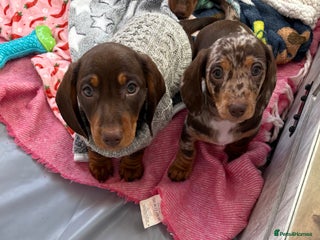 Miniature Dachshund dogs - Advert 28