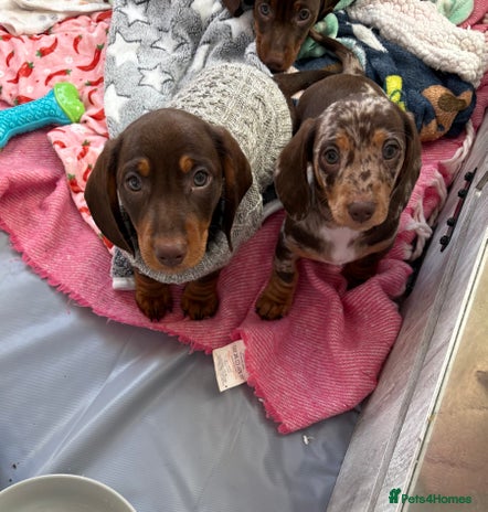 Miniature Dachshund dogs - Advert 4