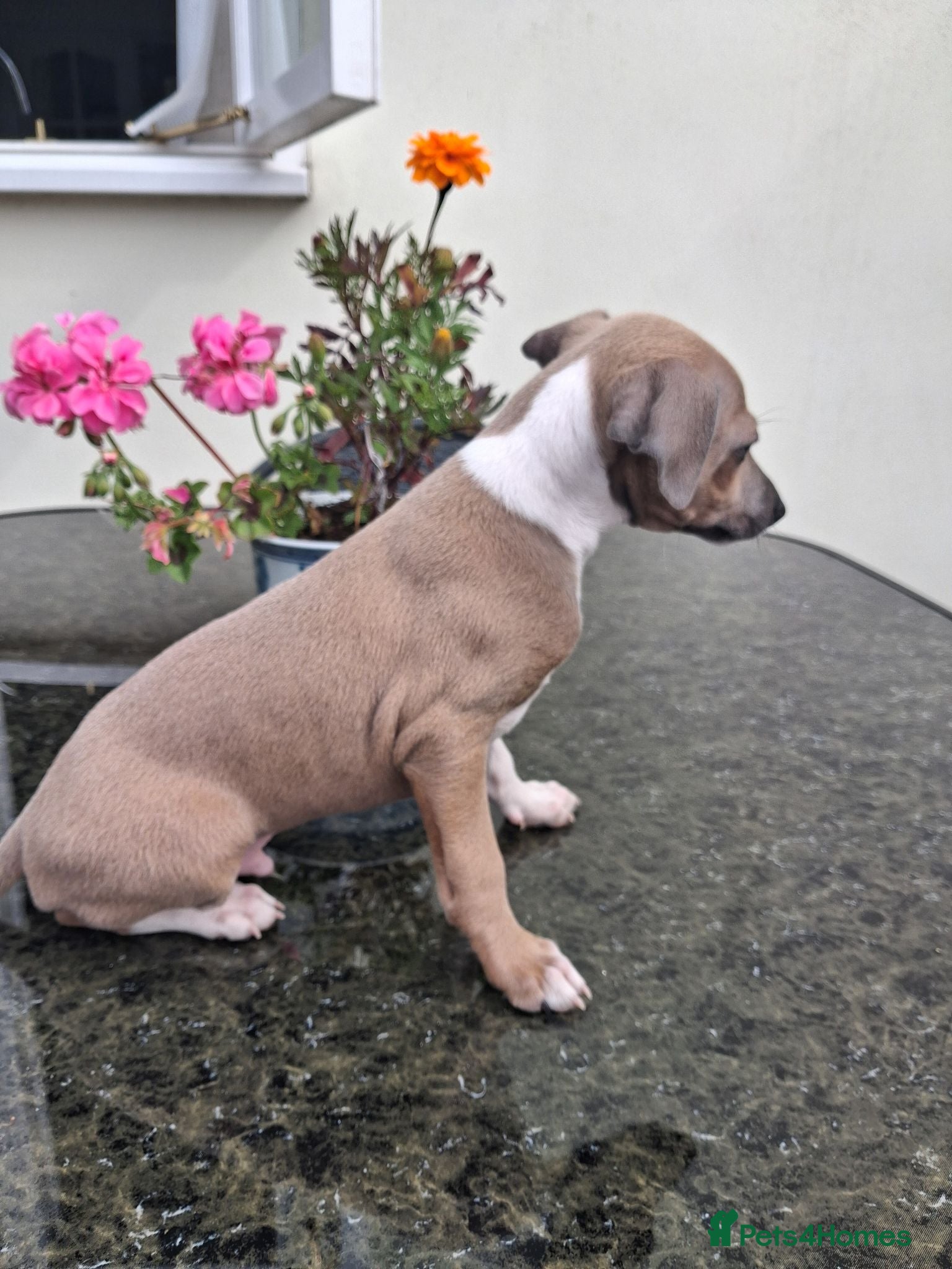 Italian Greyhound dogs KC Registered Italian Greyhound Dog Puppy for sale - Advert 15
