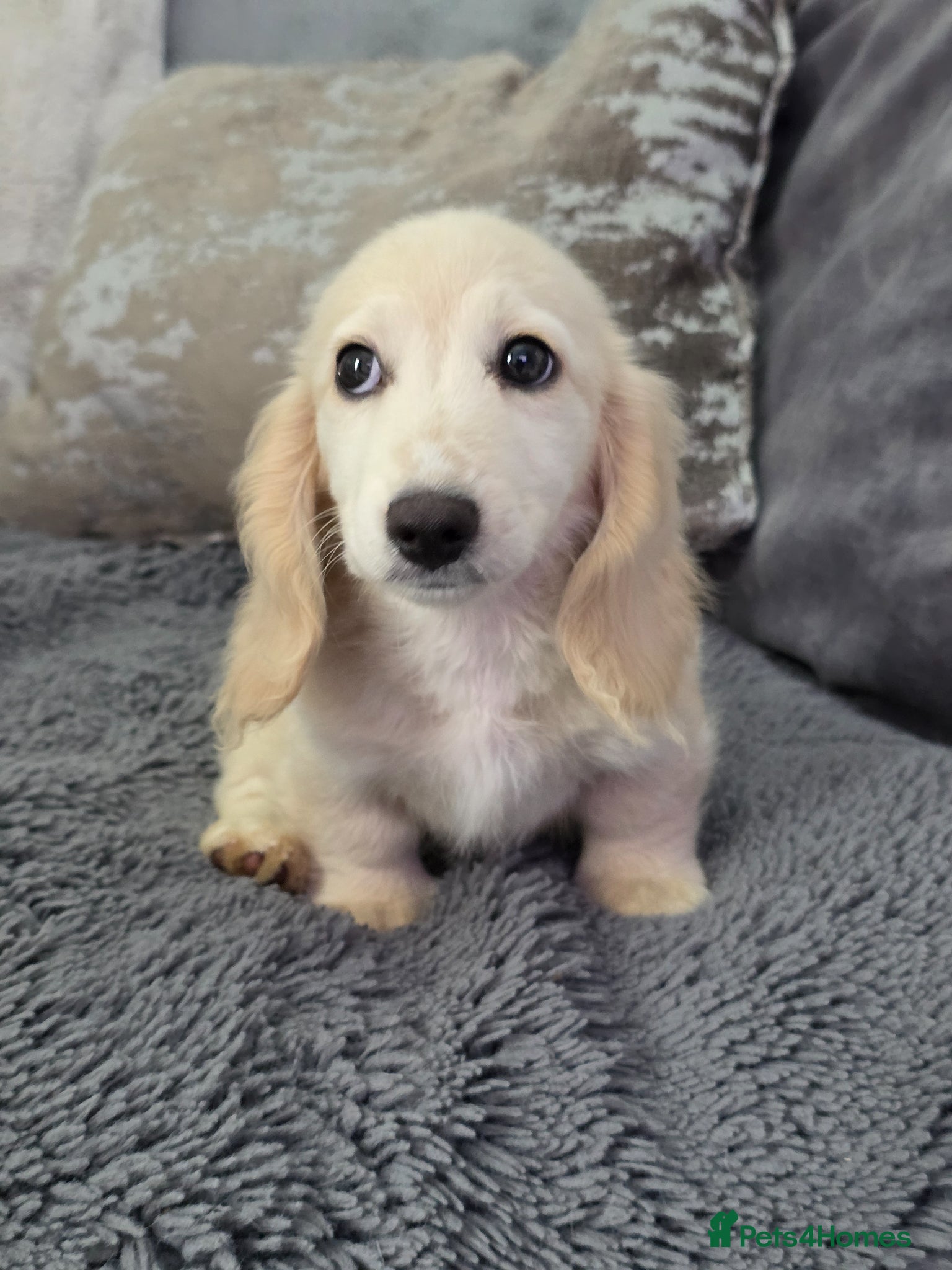 Miniature Dachshund dogs  Cream Miniature long-haired Dachshund  - Advert 2