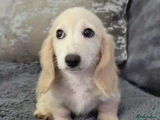 Miniature Dachshund dogs Cream Miniature long-haired Dachshund - Advert 2
