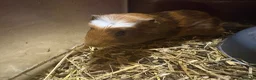 Guinea Pig rodents for sale: Girl and boy babies  - Advert 3