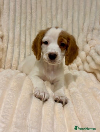 Cocker Spaniel dogs - Advert 8