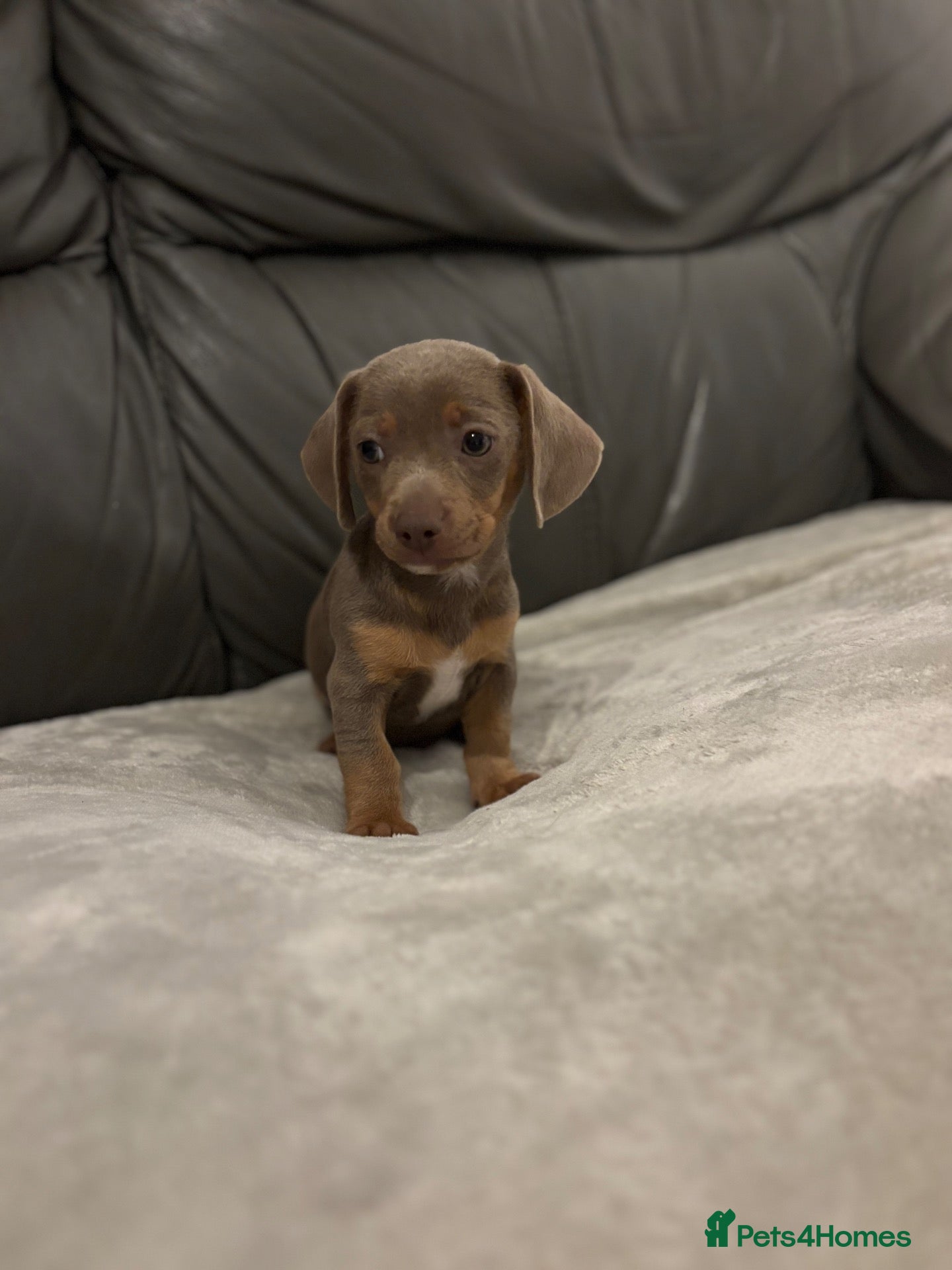 Chiweenie dogs Last Beautiful silver boy ready to go !! - Advert 1