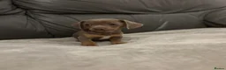 Chiweenie dogs for sale: Last Beautiful silver boy ready to go !! - Advert 5