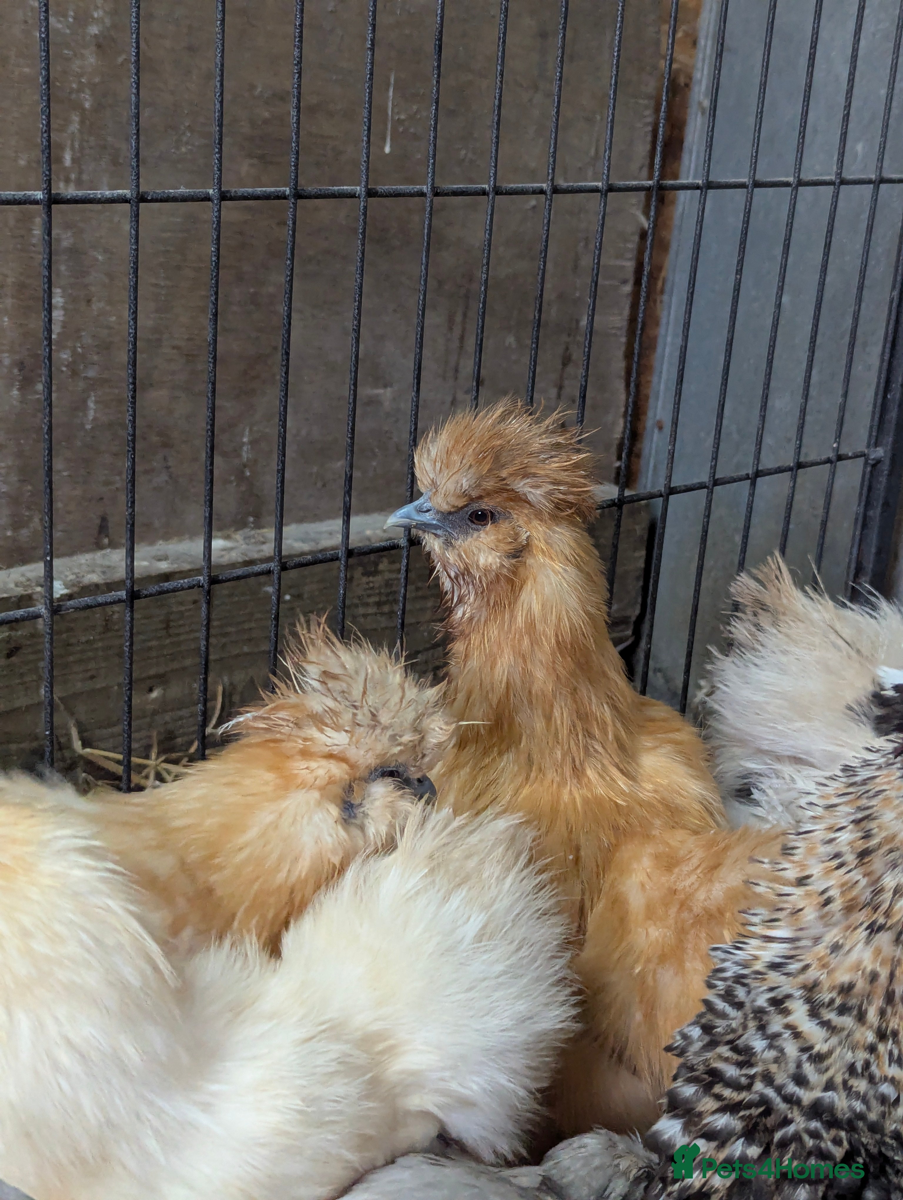 Chickens poultry Purebred Polish & USA Silkie Pullets Available  - Advert 1