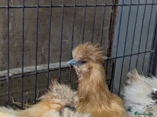 Chickens poultry Purebred Polish & USA Silkie Pullets Available - Advert 1