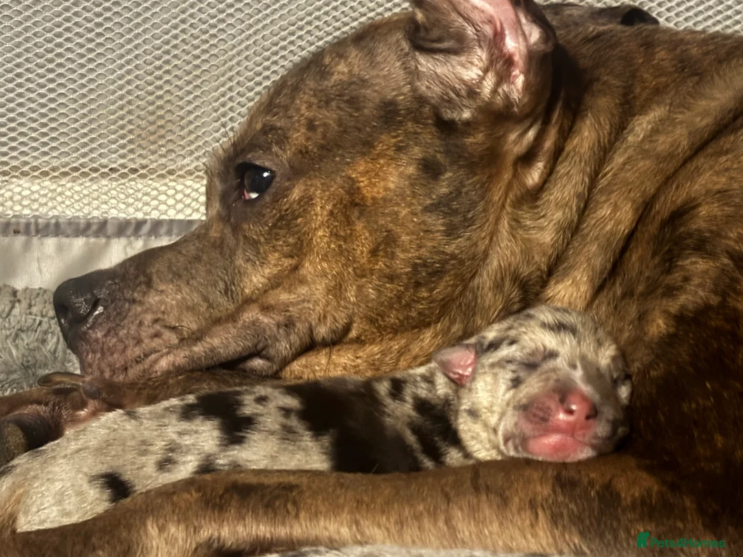 Mixed Breed dogs for sale: Beautiful staff x gsd puppies - Advert 18