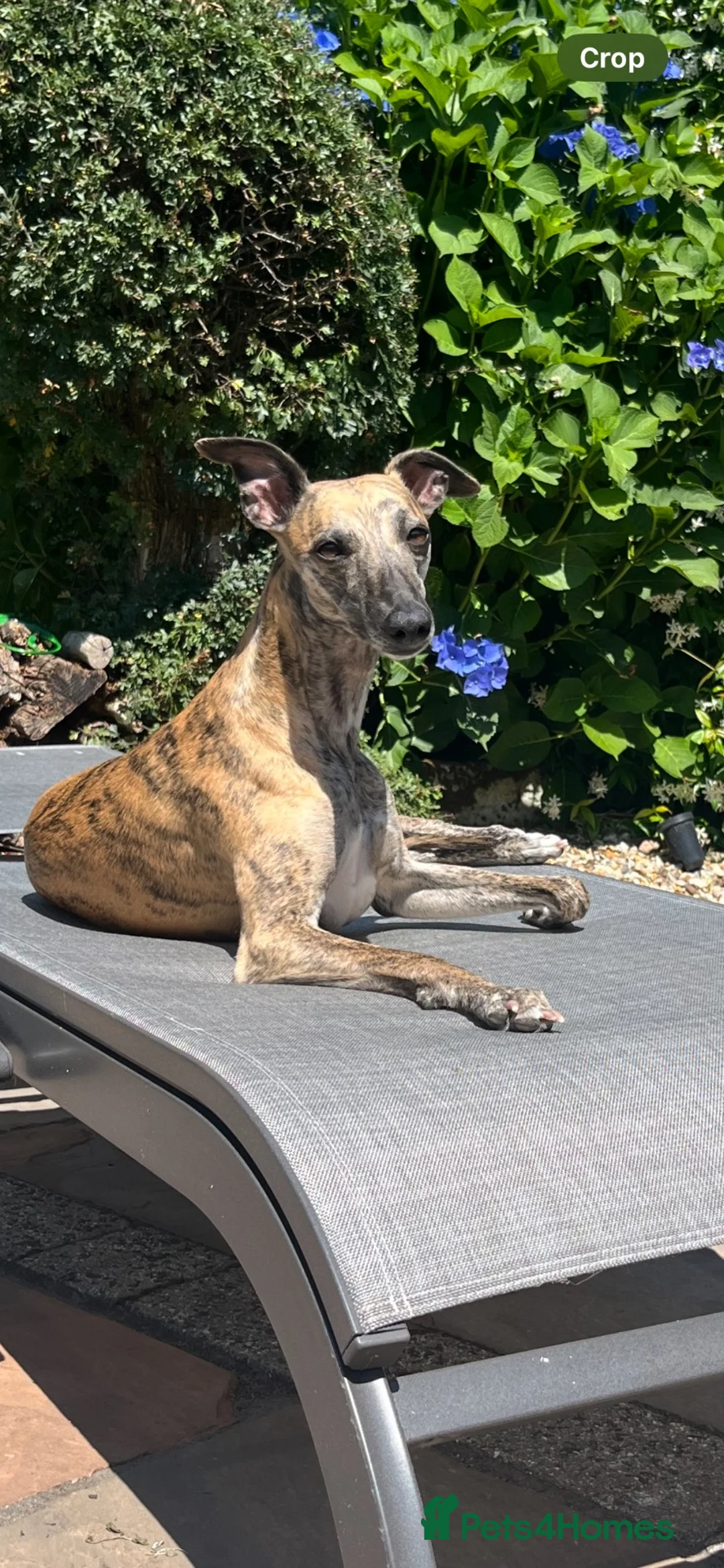 Whippet dogs for sale: Whippet Girl available - Advert 7
