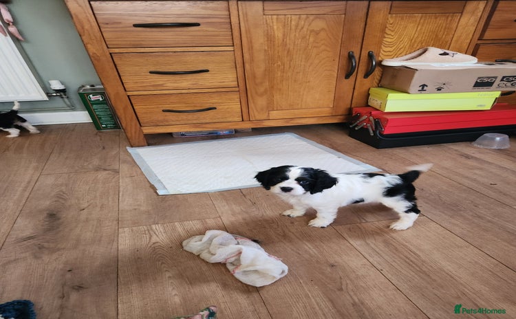 Mixed Breed dogs - Advert 1