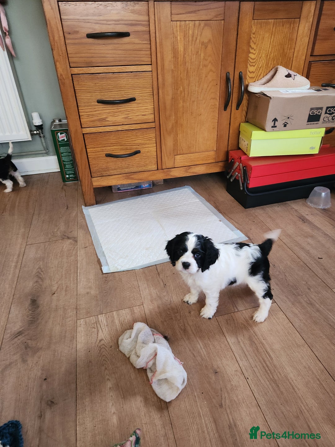 Mixed Breed dogs for sale: Cockerlier - Image 11