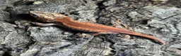 Gecko reptiles for sale: Juvenile Gargoyle Geckos - Advert 3