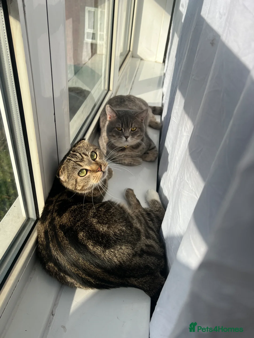 Scottish Fold cats for sale: Scottish Fold x British Shorthair Kittens in London - Advert 17