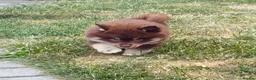 Pomsky dogs for sale: F3 pomsky puppy's for sale  - Advert 13