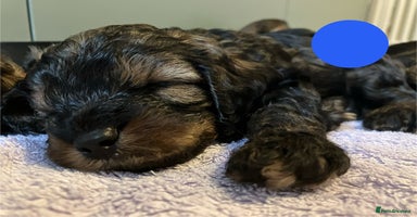 Cavapoo dogs - Advert 1