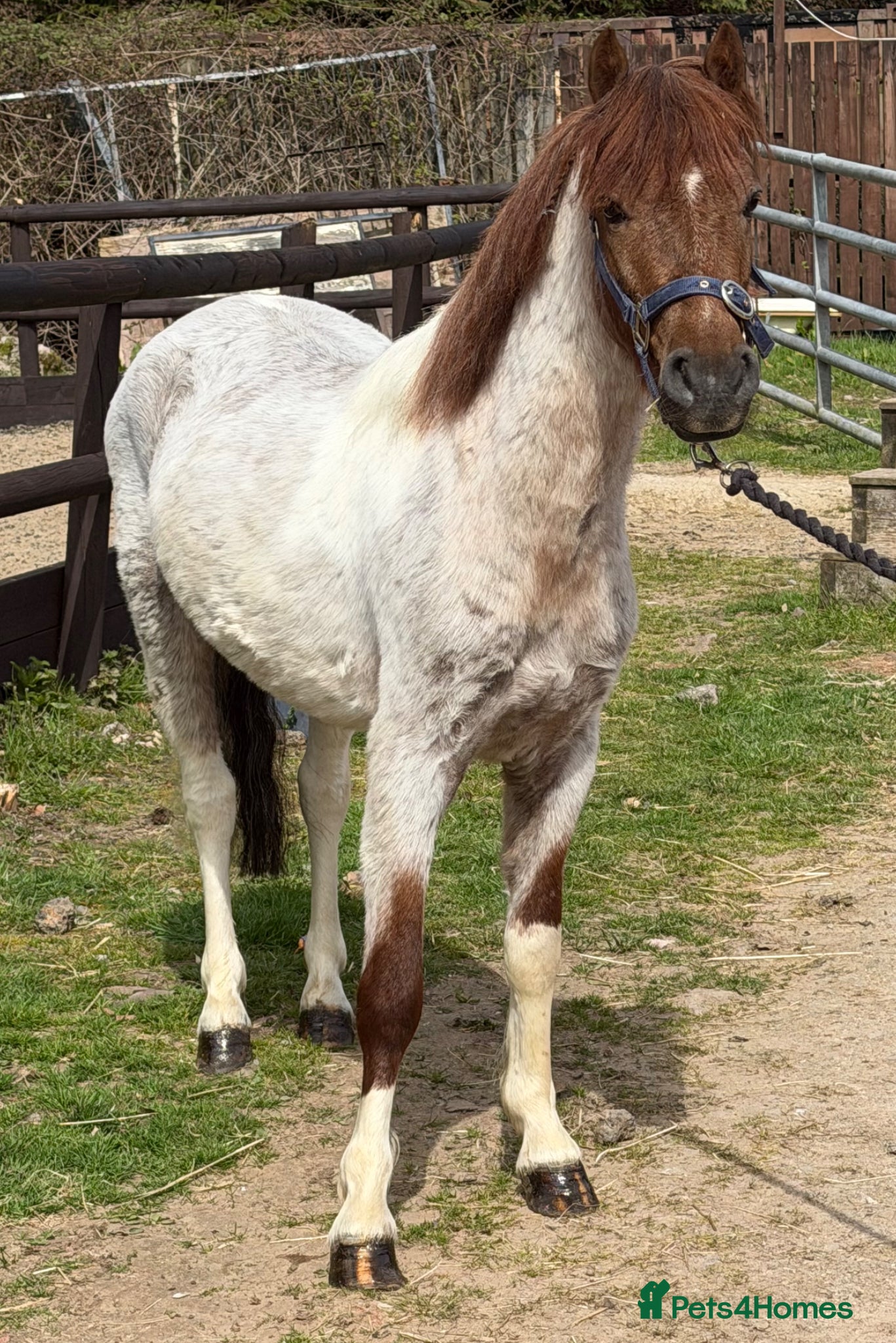 Welsh Section B horses Stunning Young Show Type Gelding  - Advert 1