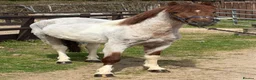 Welsh Section B horses for sale: Stunning Young Show Type Gelding  - Advert 1