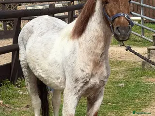 Welsh Section B horses Stunning Young Show Type Gelding - Advert 1