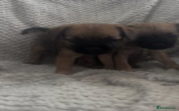 Border Terrier dogs for sale: 2 Lovely border pups - Image 11