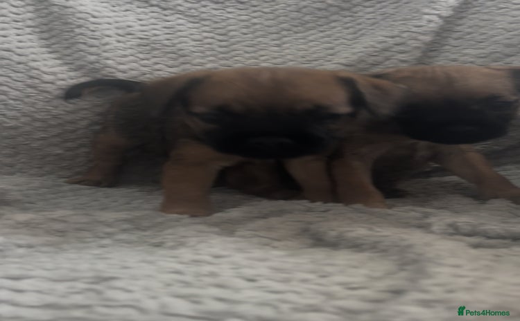 Border Terrier dogs - Advert 1