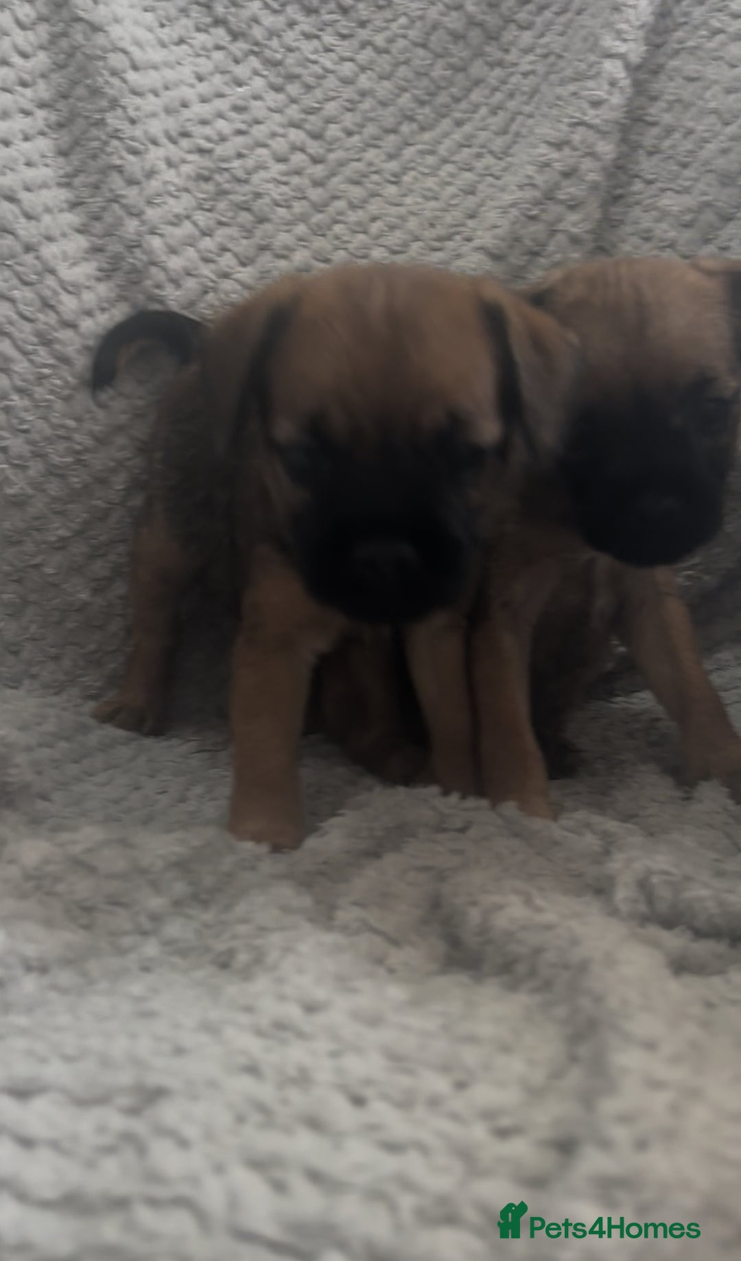 Border Terrier dogs for sale: 2 Lovely border pups - Image 11
