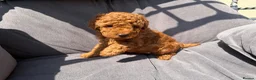 Toy Poodle dogs for sale: Beautiful Red Toy Poodle Puppies -Boy & Girl  - Advert 10