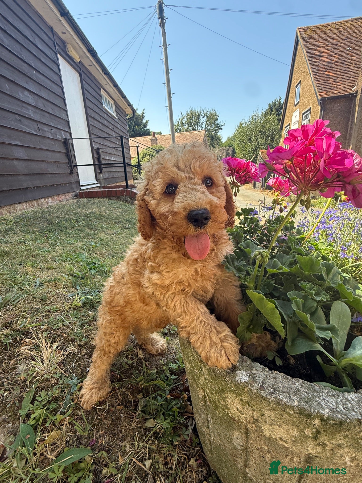 Miniature Poodle dogs DNA health tested Miniature Poodles 💐 - Advert 2