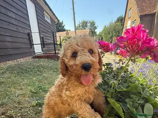 Miniature Poodle dogs DNA health tested Miniature Poodles 💐 - Advert 1