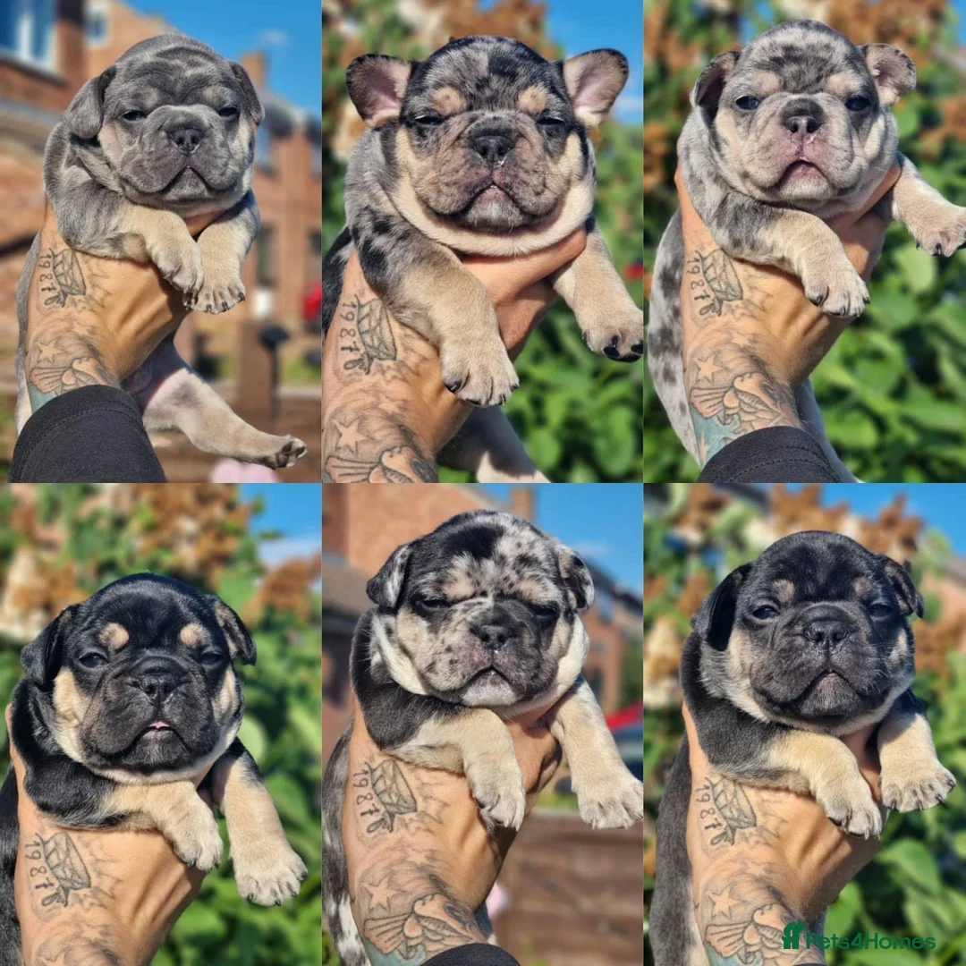 French Bulldog dogs for stud: HEALTH TESTED BLUE MERLE & TAN STUD CARRYING COCOA in Boston - Advert 6