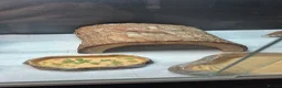 Bearded Dragon reptiles for sale: Bearded dragon  - Advert 4