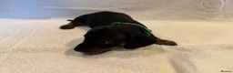 Miniature Dachshund dogs for sale: Miniature Dachshund Puppies - Advert 11
