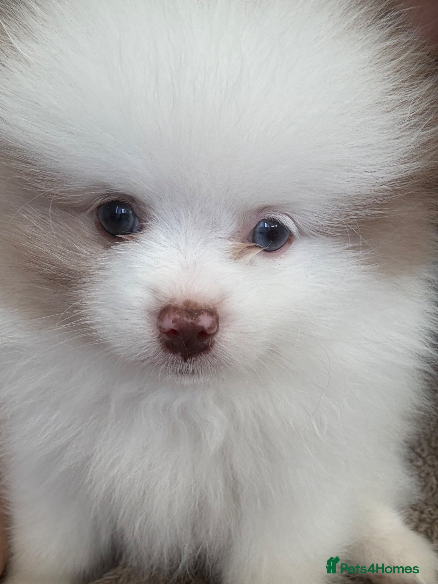 Pomeranian dogs One boy left  🤍 Pomeranian With Sweet Temperament - Advert 2