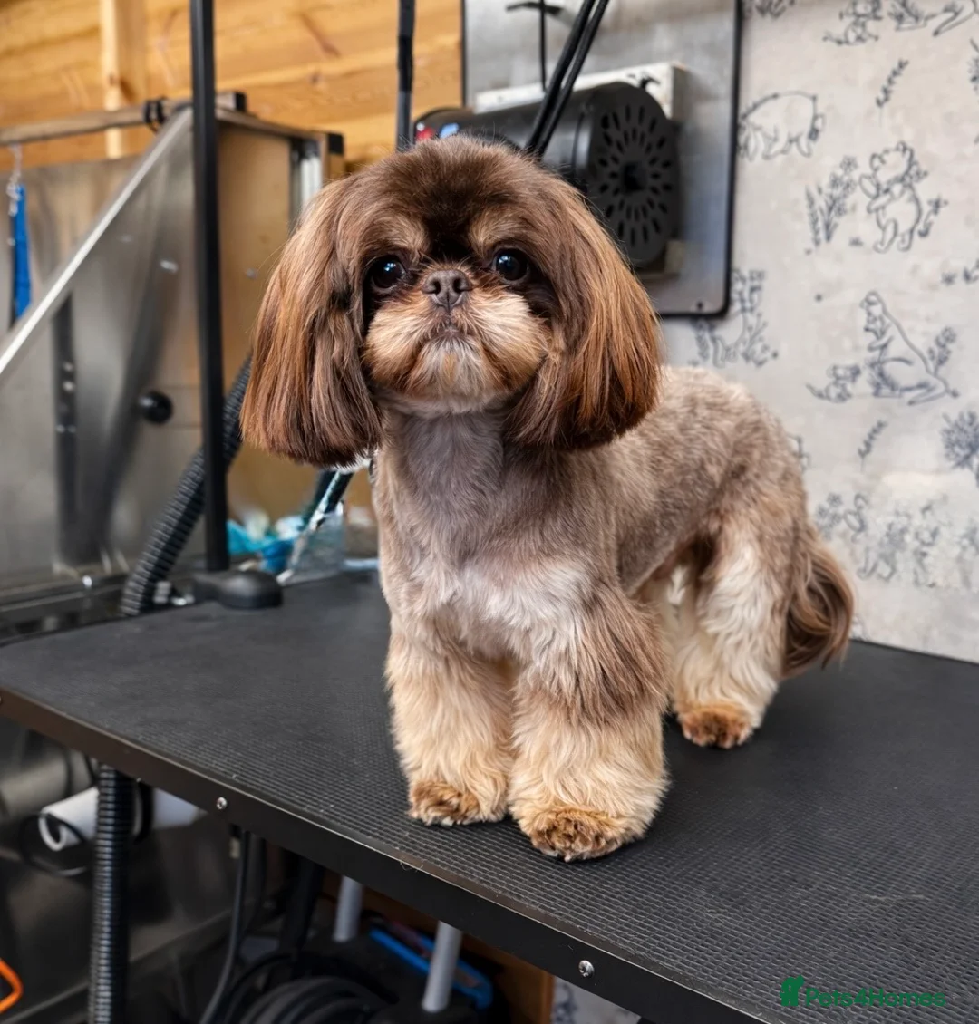 Shih Tzu dogs for stud: BAILEY. Choc dobie carries blue  - Advert 1