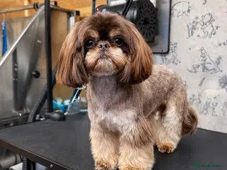 Shih Tzu dogs BAILEY. Choc dobie carries blue - Advert 1