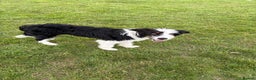 Mixed Breed dogs for stud: Border Collie × Bearded Collie Dog – 1 Year Old - Advert 2