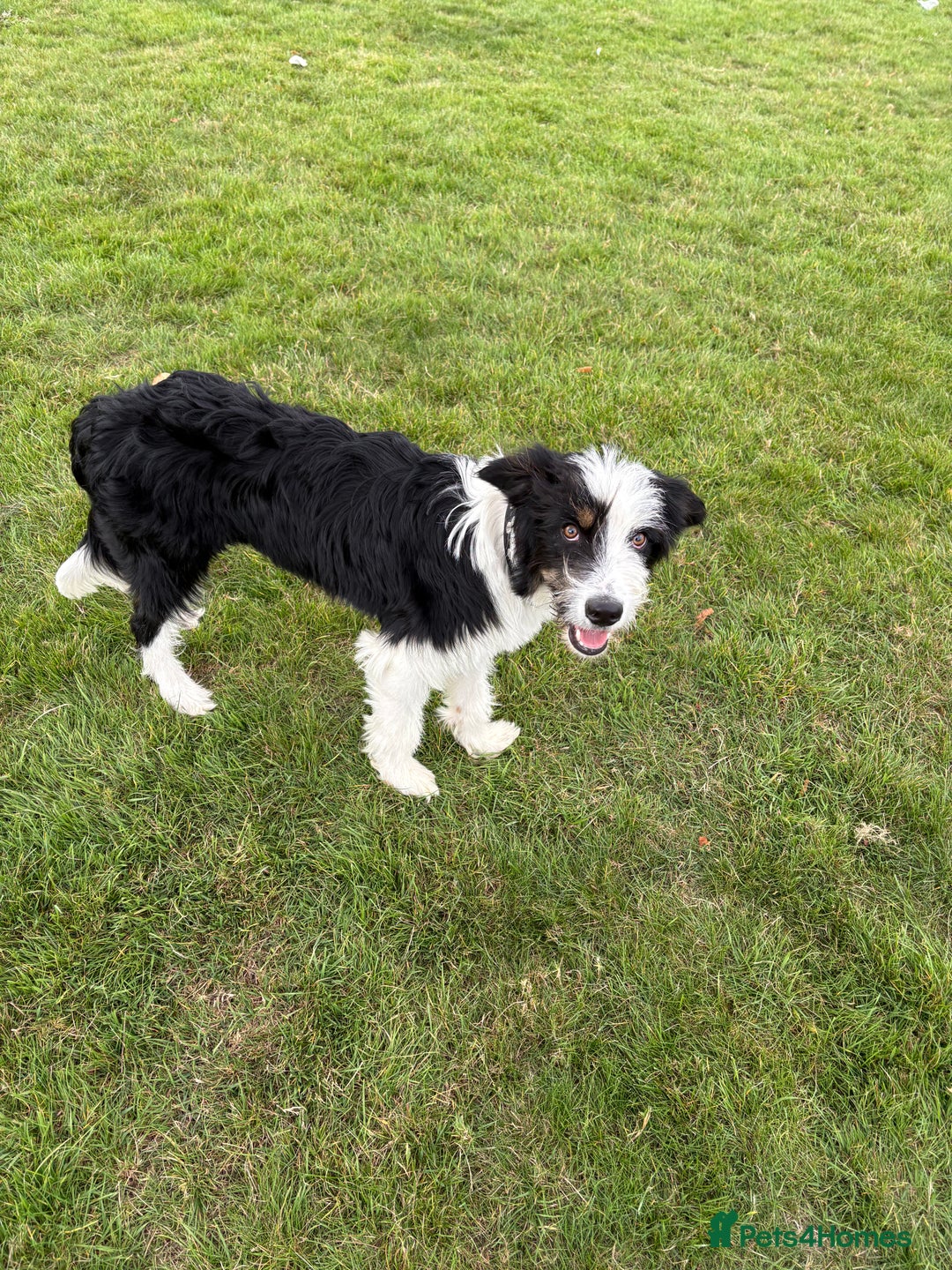 Mixed Breed dogs for stud: Border Collie × Bearded Collie Dog – 1 Year Old - Advert 2
