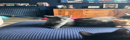 Mixed Breed cats for sale: 1 ginger male 1 gray female  - Advert 7