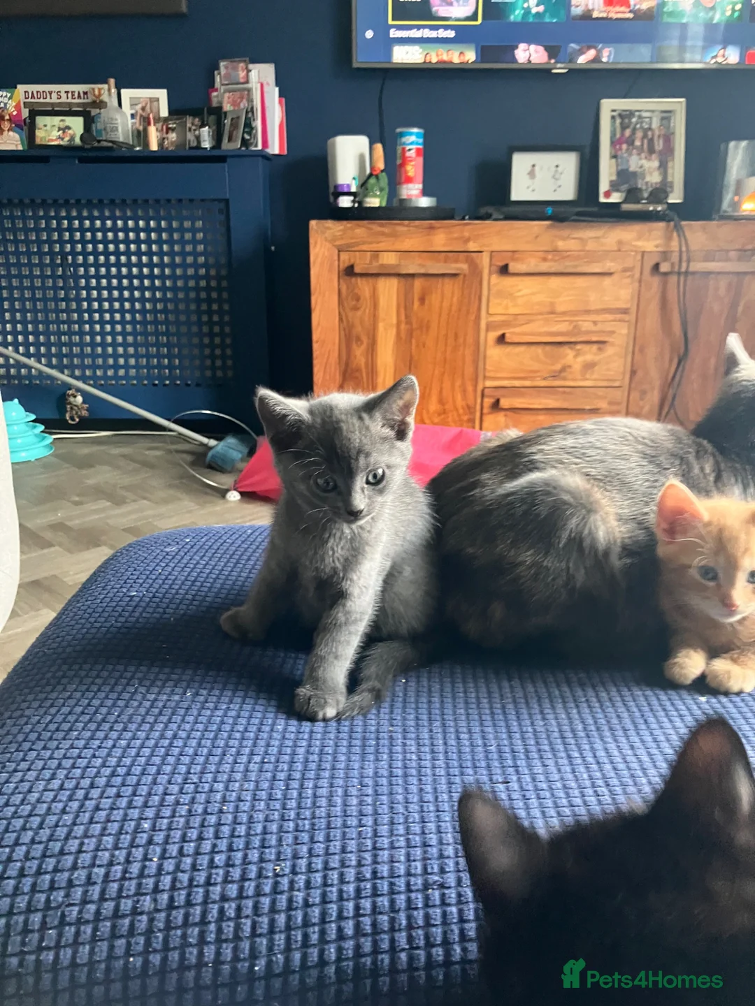 Mixed Breed cats for sale: 1 ginger male 1 gray female  - Advert 7