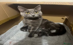 Russian Blue cats for sale: Blue Russian mix - Image 2