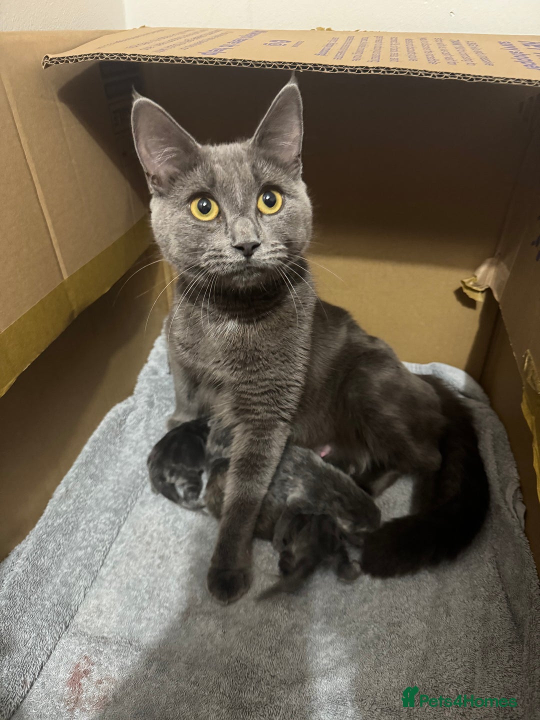 Russian Blue cats for sale: Blue Russian mix - Image 2