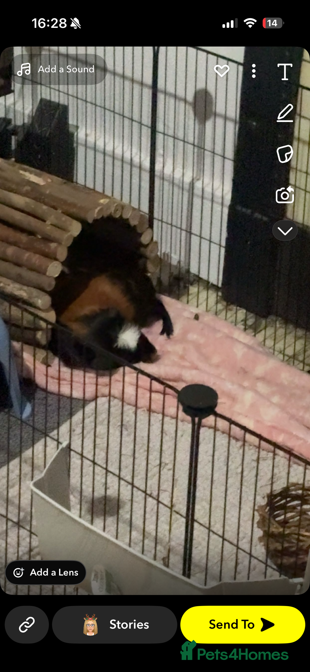 Guinea Pig rodents for sale: Two male guniea pigs URGENT  - Advert 4
