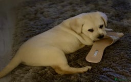 Labrador Retriever dogs for sale: 4 adorable KC reg puppy labradors ready to go  - Image 14