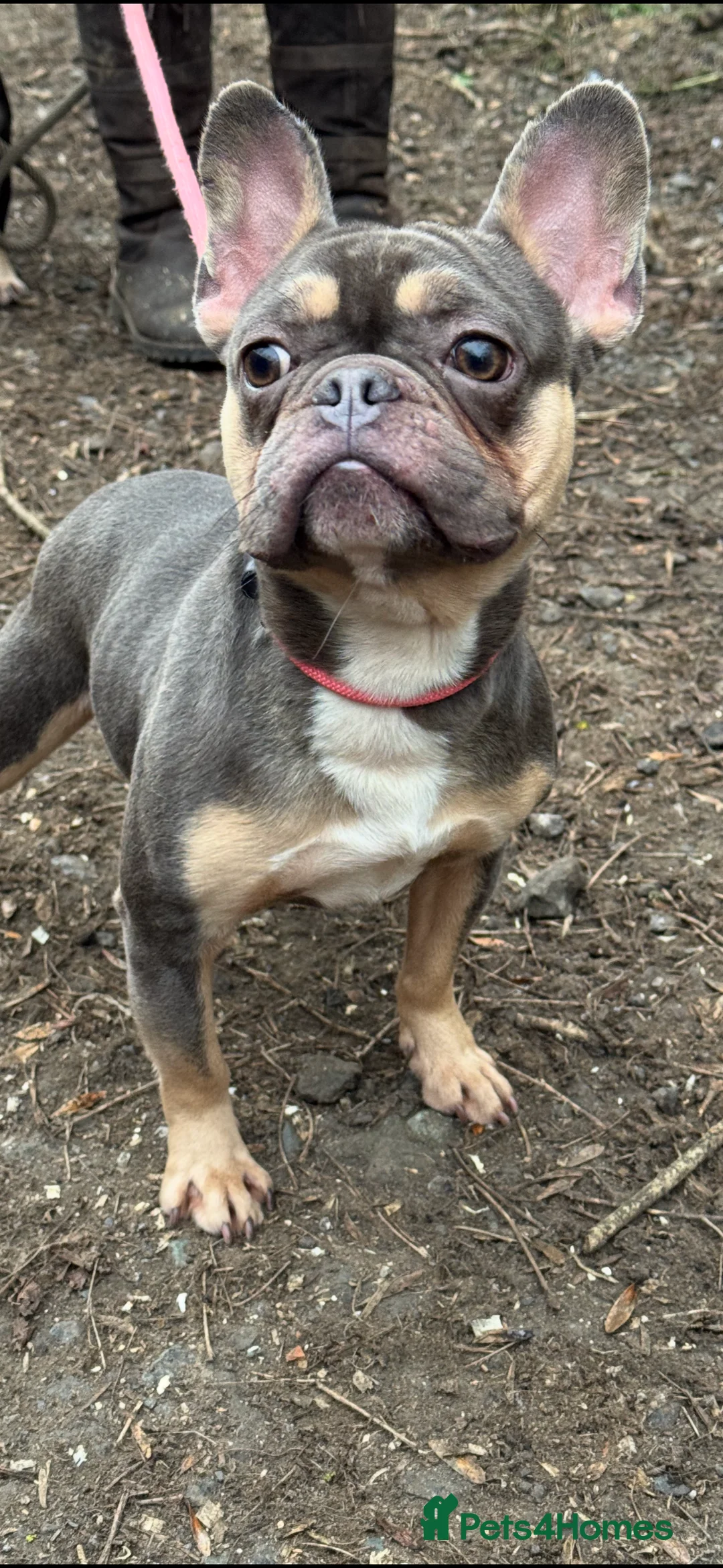 French Bulldog dogs for stud: Blue & tan French bulldog  - Advert 3